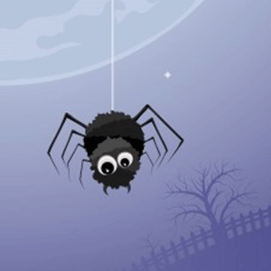 schwarze Spinne