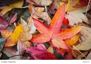 Herbst, Laub, farbenfrohe Blätter des Kanadischen Amberbaums, Liquidambar